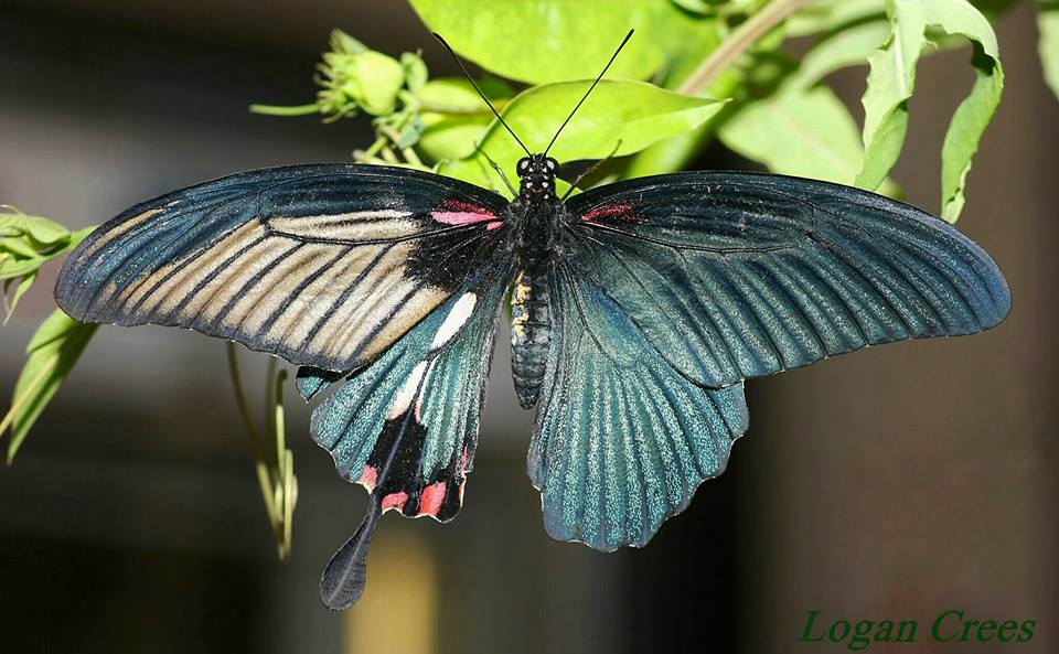Papilio lowii (gynandromorph, live) [Internet image property of respective owner, non commercial use only]